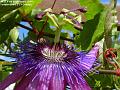 2004-0911passionflower